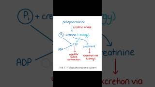 ATPphosphocreatine System [upl. by Dachy363]