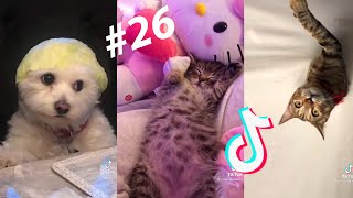 Los Animales más TIERNOS de TikTok [upl. by Korenblat893]