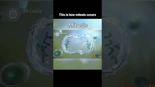 The process of mitosis explained beautifully 😍 [upl. by Aicyla]