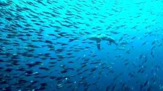 Oliver et al Thresher Shark footage Credit Klemens Gann [upl. by Acired]