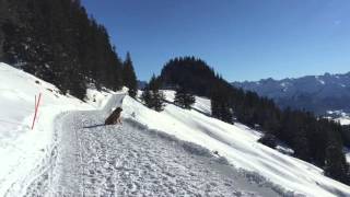 Winterwanderweg Oberallgäu [upl. by Messing27]