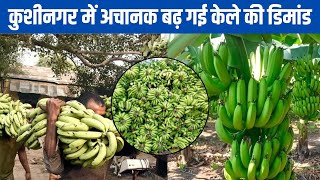 Banana cultivation दुनियाभर में कुशीनगर के केले की हो रही बढ़िया डिमांड  Fasal Kranti [upl. by Gavra]