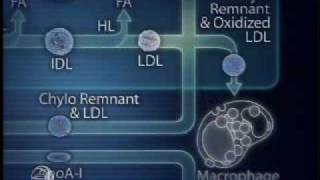 Physiology of Lipoprotein Metabolism [upl. by Floridia97]