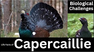 Everything You Need to Know About Capercaillie [upl. by Noeht]