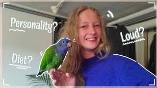 Is a Pionus for you Pionus parrot care guide and tips [upl. by Ahsinnod]