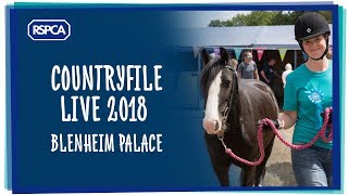 The RSPCA at Countryfile Live [upl. by Emearg]