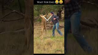 How about quotKangaroo Comedy Man vs Marsupial Mishapsquot short 😂😆 [upl. by Studner]