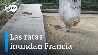 Plaga de ratas en Estrasburgo DW Enfoque Europa [upl. by Anilegna]