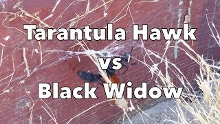 Tarantula Hawk vs Black Widow [upl. by Liddle]