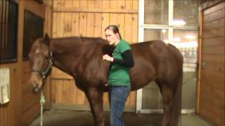 Horse Health and Disease Physical Exam [upl. by Anayrb]