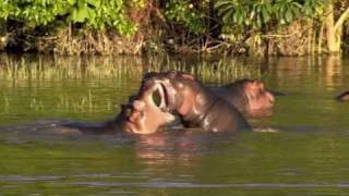 Vu du Ciel  S01E01  413  Les hippopotames du lac Edward  RD Congo [upl. by Ketti995]