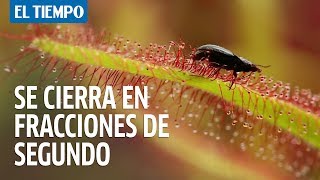 Plantas carnívoras deben atrapar animales para obtener nitrógeno  EL TIEMPO [upl. by Meeki]