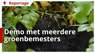 Velddemo met 7 verschillende groenbemesters [upl. by Sherrer]