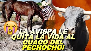 LE ARREBATA LA VID4 AL CABALLO DEL PECHOCHO LA AVISPA DE LA NORTEÑITA [upl. by Jonathon]