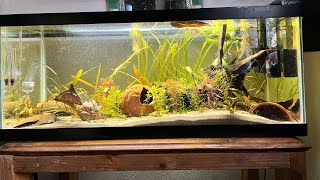 Update on Apistogramma tank [upl. by Einnaf]