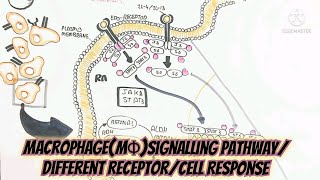 MacrophageMΦSignalling PathwayDifferent ReceptorCell Response umerfarooqbiology7083 [upl. by Marsden]