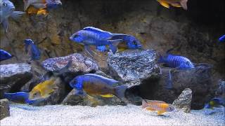 African cichlid updat [upl. by Os]