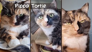 Tortie Cat Video To Brighten Your Day [upl. by Keane]