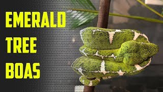 Episode 43  25 Minutes of Emerald Tree Boa Bliss [upl. by Adnahsam]