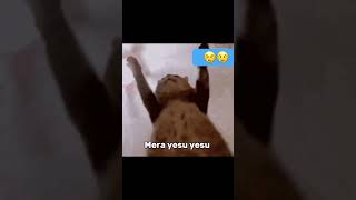 Yashu Yashu funny cat video shorts [upl. by Lilllie]