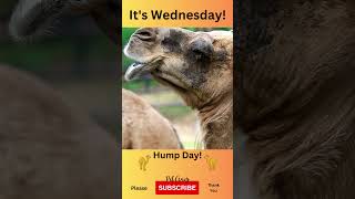 Its Wednesday Hump Day shorts funny wednesday [upl. by Clorinde]