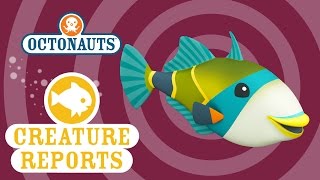 Octonauts Creature Report  Humu [upl. by Noonan863]