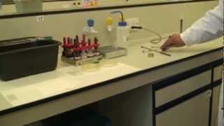 Microbiology Gram Stain [upl. by Ahsika]