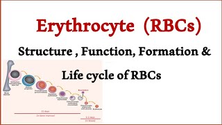 Structure of RBCs  Erythrocyte  Red blood cell  Hemoglobin  RBC [upl. by Waylon]