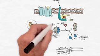 G Protein Signaling  Handwritten Cell amp Molecular Biology [upl. by Ahsikym868]