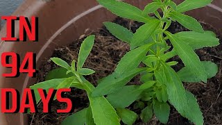 How to grow Stevia from seeds [upl. by Sorce]