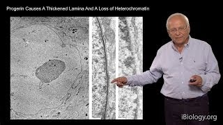 Robert Goldman Northwestern UMBL Part 2 Nuclear Lamins [upl. by Eymaj]