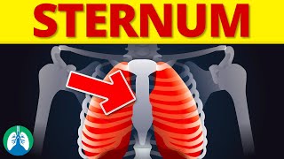 Sternum Medical Definition  Quick Explainer Video [upl. by Latta]