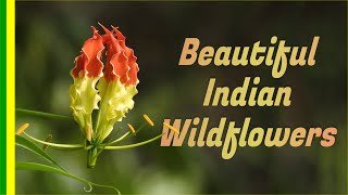 Top Wildflowers of India  Beautiful  Colorful Flowers from Indian Jungle [upl. by Kacerek554]