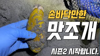 조개가 이렇게 커도 되나 태평양 맛조개 2020년 가을시즌다시 오픈했어요 [upl. by Curtis]