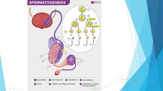 Gametogeneza [upl. by Purpura]