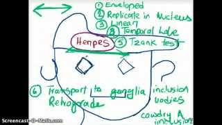 EASY WAYS TO REMEMBER DNA VIRUSES [upl. by Zat]