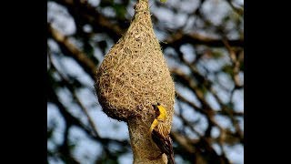 Weaver BIRD making home The king of nest building bird Wadu Kurulla [upl. by Ennahs]