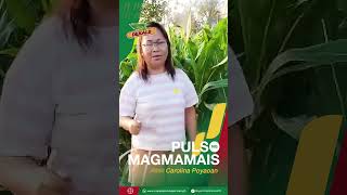 DEKALB® 9118S Pulso ng Magmamais  Carolina Poyaoan [upl. by Lyram]