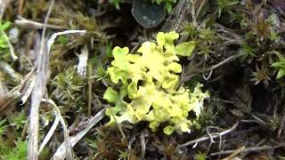 Zomersneeuw  Cladonia foliacea [upl. by Yeltnarb]