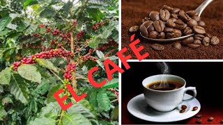 🌱 ¿Cuál es el MEJOR CAFÉ Arábica vs Robusta [upl. by Seibold146]