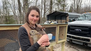 Rabbit Hutch Build  Silverfox Meat Rabbits [upl. by Lessig]