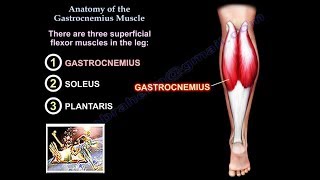 Anatomy Of The Gastrocnemius Muscle  Everything You Need To Know  Dr Nabil Ebraheim [upl. by Bartel524]