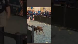 Emotional Airport Dog Retirement  9 Years of Service  Heartwarming Moment shorts [upl. by Pape]