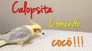 Calopsita comendo as próprias fezes  Como resolver [upl. by Ittap]