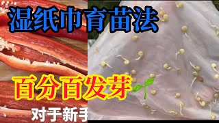 【育苗】speed up seed germination 辣椒青椒不好发芽🌱的种子不妨试试湿纸巾育苗法百分百發芽 [upl. by Britton]