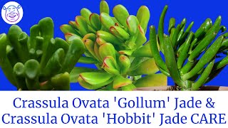 Crassula ovata GOLLUM Jade vs Crassula Ovata Hobbit CARE Propagation  MOODY BLOOMS [upl. by Reedy]