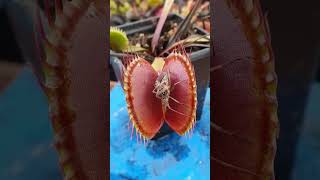 😂Venus Plant Eating and Pooping😱 nature wildlife viralshorts shorts youtubeshorts funny [upl. by Stewart669]