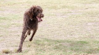 The Amazing German Wirehaired Pointer A Breed History and Overview [upl. by Bergstein]