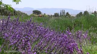 When Does Lavender Bloom In June [upl. by Maisie]