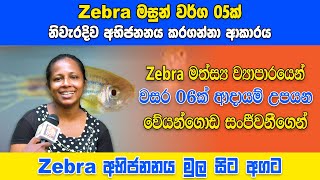 Zebrafishs Complete Breeding Tutorial With 6 Years of Experience [upl. by Trueblood]